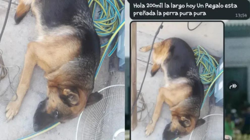 Indignante: ofrecen por 200 mil pesos una perra ovejero alemán preñada y una organización proteccionista armó una colecta para comprarla Indignante: ofrecen por 200 mil pesos una perra ovejero alemán preñada y una organización proteccionista armó una colecta para comprarla