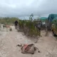 Secuestraron 25 galgos y armas ilegales en Albardón
