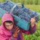 Batería de reclamos de productores para el titular del INV que visita San Juan
