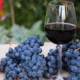 Día del Malbec: San Juan fue la provincia donde más creció la producción