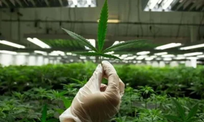 San Juan avanza en una ley provincial para el desarrollo del cannabis medicinal
