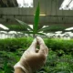 San Juan avanza en una ley provincial para el desarrollo del cannabis medicinal