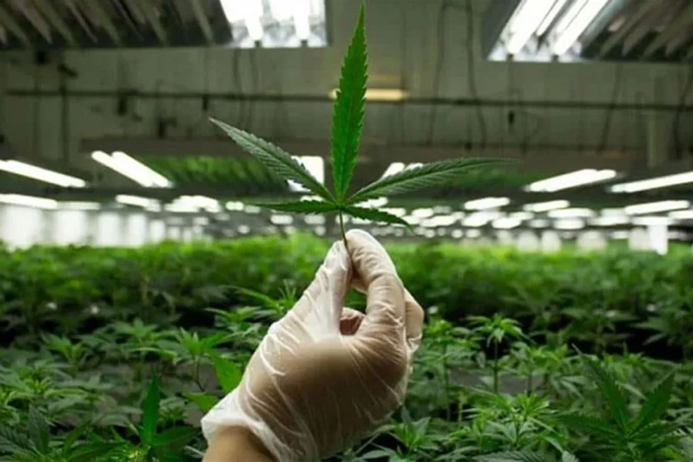 San Juan avanza en una ley provincial para el desarrollo del cannabis medicinal San Juan avanza en una ley provincial para el desarrollo del cannabis medicinal