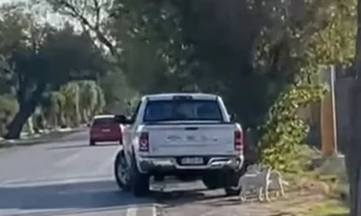 Maltrato animal: abandonó a dos cachorros y uno fue atropellado mientras lo seguía