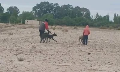Maltrato animal: denuncian que personas ‘entrenaban’ a perros galgos cazando a un gato