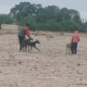 Maltrato animal: denuncian que personas ‘entrenaban’ a perros galgos cazando a un gato