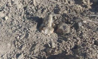 Horror en Caucete: encontraron un perro enterrado vivo cerca de un cementerio