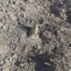 Horror en Caucete: encontraron un perro enterrado vivo cerca de un cementerio