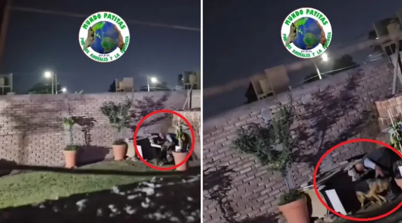 Gracias a un video, lograron rescatar a una perra que era golpeada por su dueño Gracias a un video, lograron rescatar a una perra que era golpeada por su dueño