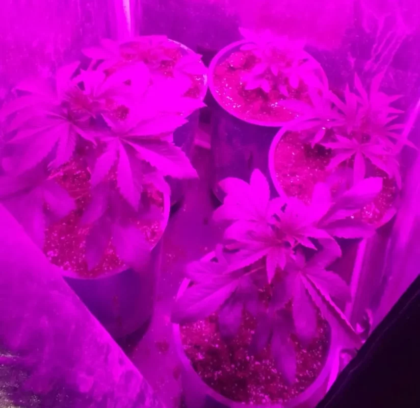 Allanaban por un robo y hallaron un vivero de marihuana en Albardón Allanaban por un robo y hallaron un vivero de marihuana en Albardón